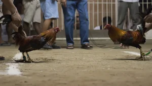 Peruvian cockfighting with high damage