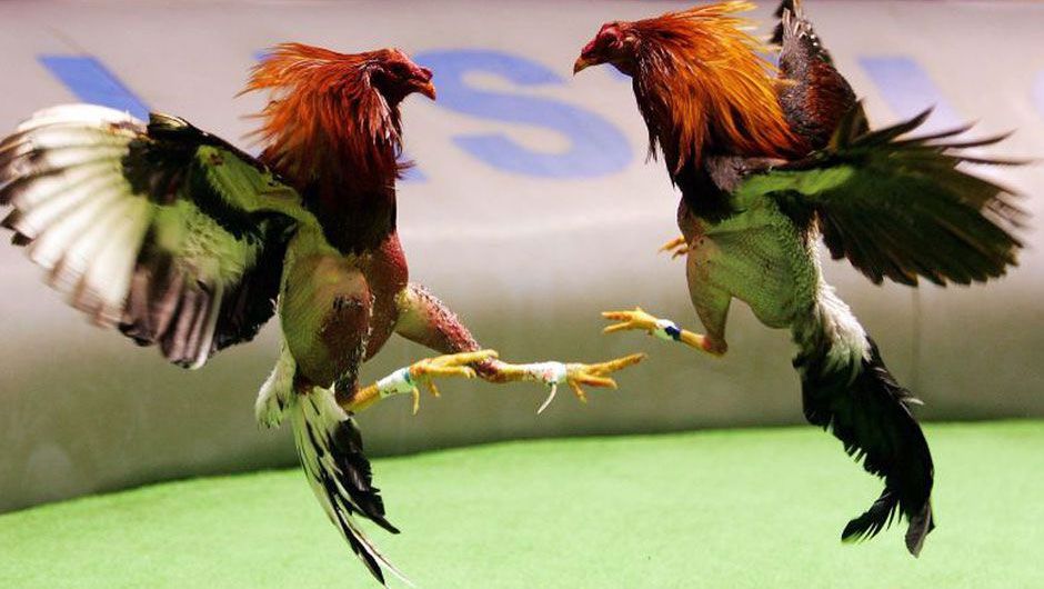 Explore the Peruvian Cockfighting