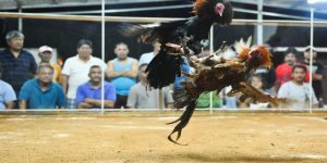 Peruvian Cockfighting Genres Suitable for All Players