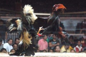 Tips for Playing Peruvian Cockfighting to Win Full Bonuses